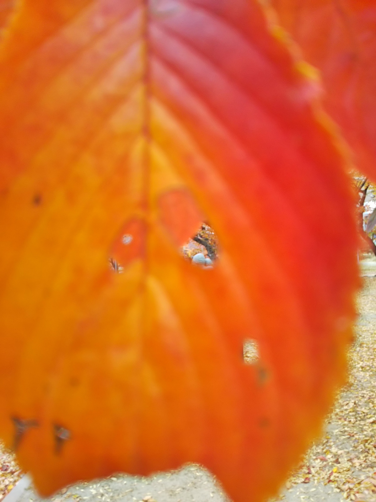 紅葉から覗く世界 林永年税理士事務所